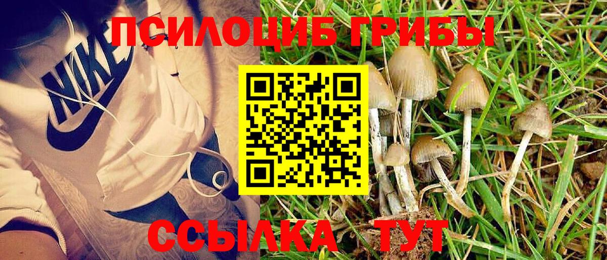 Галлюциногенные грибы Psilocybe  Бугуруслан 
